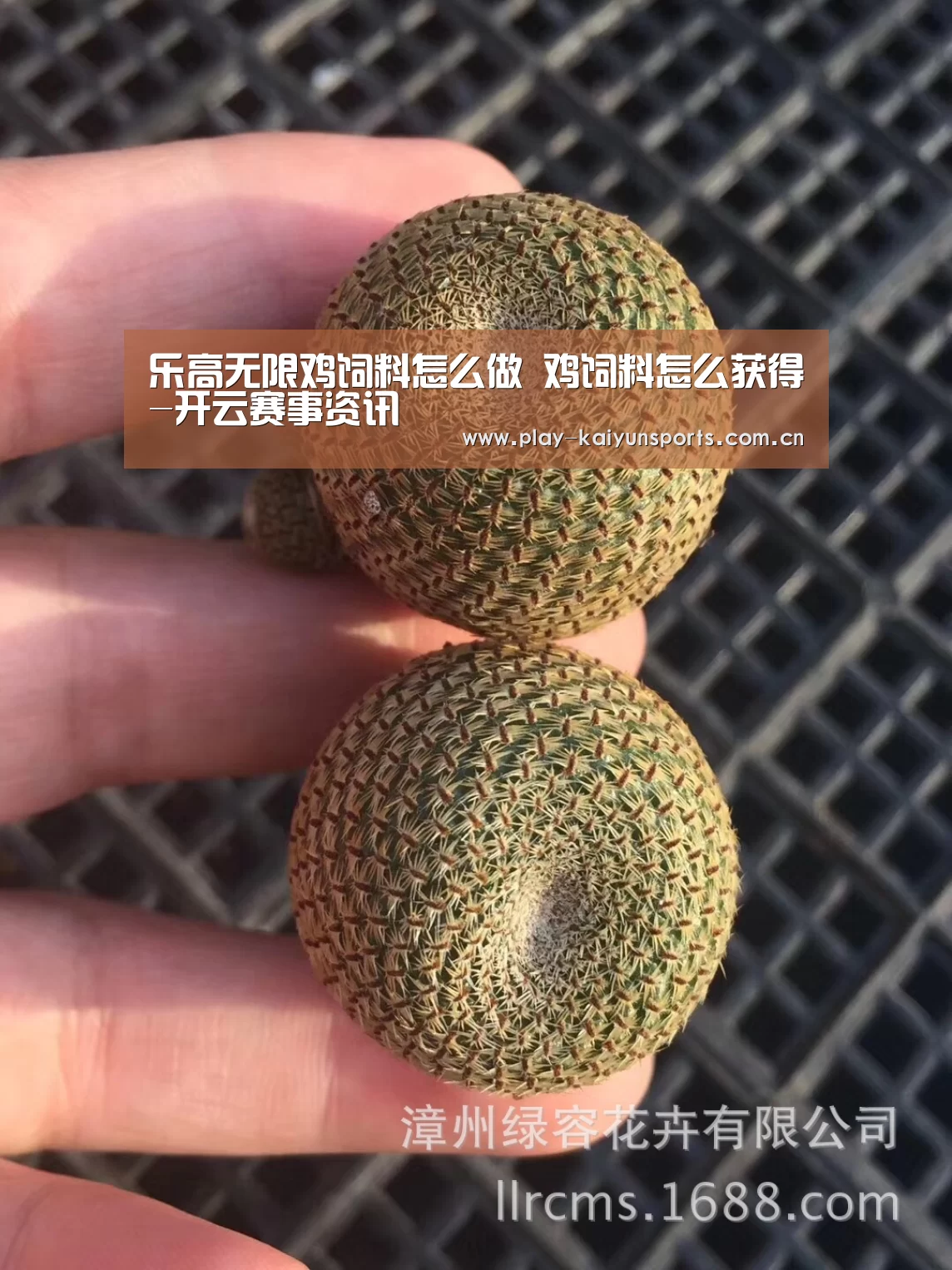 乐高无限鸡饲料怎么做 鸡饲料怎么获得-开云赛事资讯(图2) KAIYUN官网